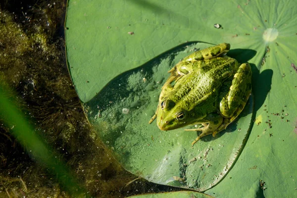 Bir havuzda küçük güzel kurbağa