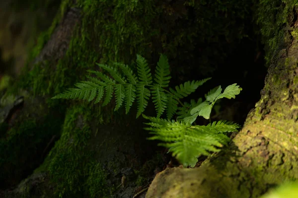ormanda renkli eğrelti otu