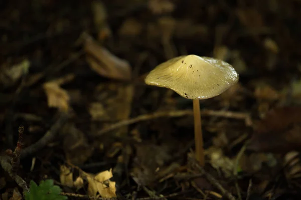 ormanda sümüklü mantar