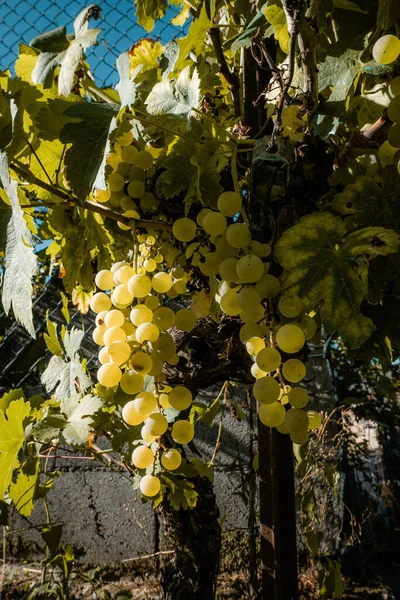 Виноград Готов Сбору Урожая — стоковое фото