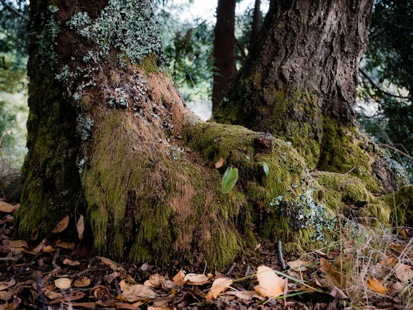 Base Mossy Tree Autumn — Stock Photo, Image