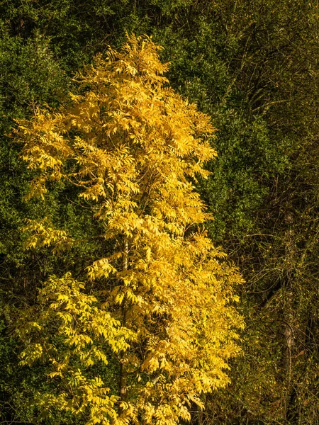 Árvore Folha Amarela Uma Floresta Outono — Fotografia de Stock