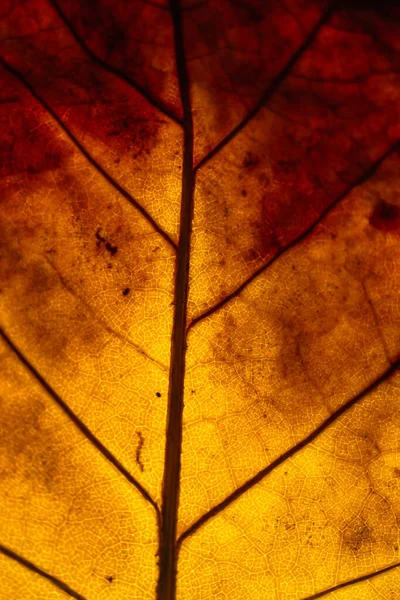 Hinterleuchtetes Detail Eines Orangefarbenen Blattes Eines Herbstbaumes — Stockfoto