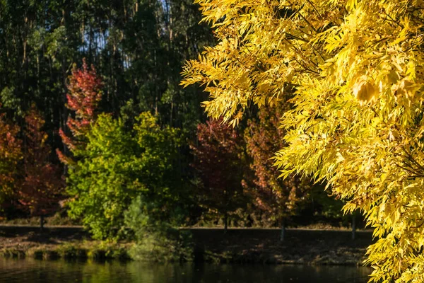 Žlutý Listový Strom Podzimním Lese — Stock fotografie