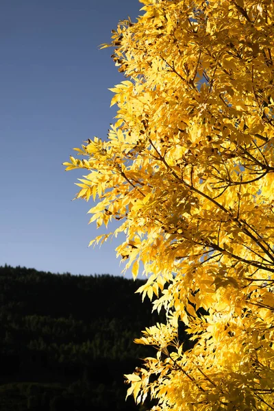 Žlutý Listový Strom Podzimním Lese — Stock fotografie