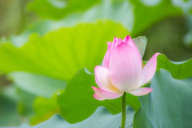 pembe nilüfer çiçeği