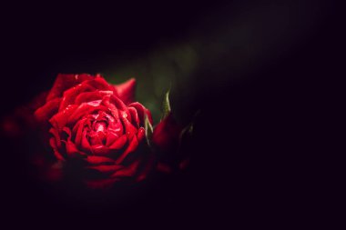 Gündüz sırasında doğada çiçek