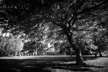Gündüz, siyah ve beyaz resim sırasında ağaçlar 