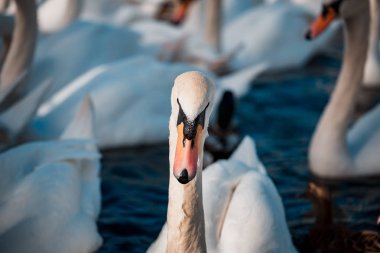 Kuğu sürüsü gündüz sırasında göl kenarında