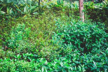 yeşil yapraklar mavi gökyüzüne karşı 