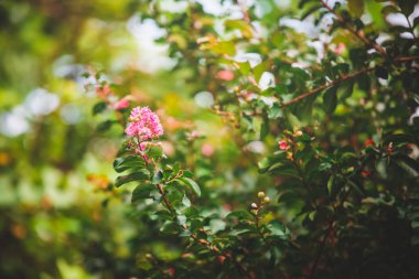 yeşil yapraklar mavi gökyüzüne karşı 