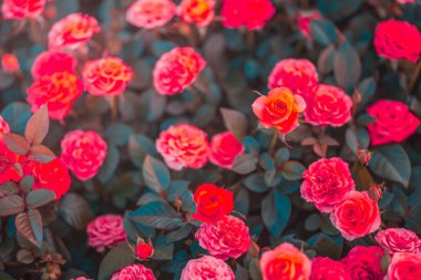 Gündüz sırasında doğada çiçek