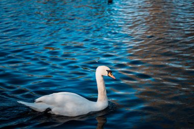 Kuğu sürüsü gündüz sırasında göl kenarında