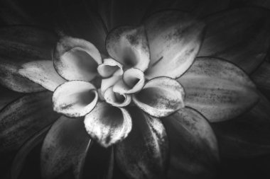 Gündüz, siyah ve beyaz resim sırasında doğada çiçek 