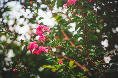 yeşil yapraklar mavi gökyüzüne karşı 