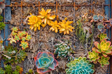Gündüz sırasında doğada çiçek