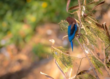 Gündüz sırasında doğada kuş