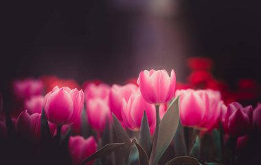 Gündüz sırasında doğada çiçek