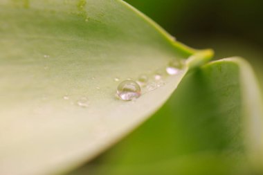 Gündüz sırasında doğada çiçek
