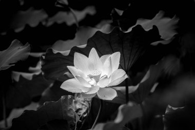 pembe nilüfer çiçeği