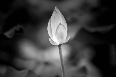 pembe nilüfer çiçeği