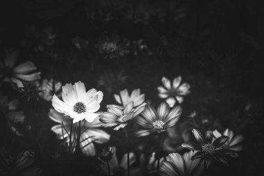 Gündüz, siyah ve beyaz resim sırasında doğada çiçek 