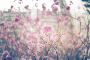 Gündüz sırasında doğada çiçek