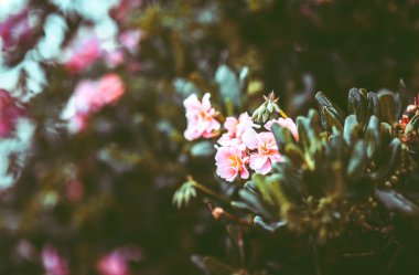 Gündüz sırasında doğada çiçek