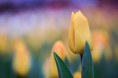 Gündüz sırasında doğada çiçek