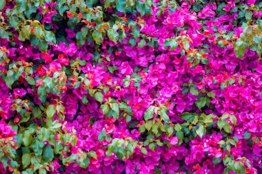 Gündüz sırasında doğada çiçek