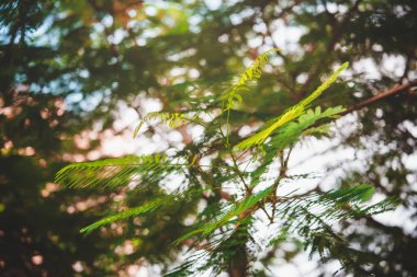 yeşil yapraklar mavi gökyüzüne karşı 