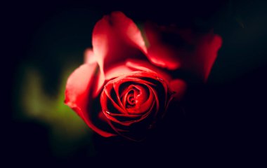 Gündüz sırasında doğada çiçek