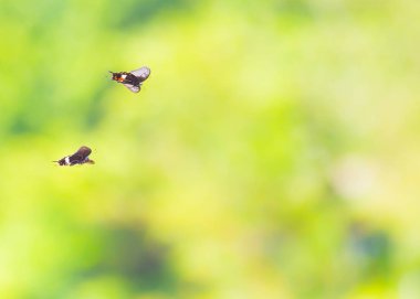 Açık havada gündüz sırasında güzel kelebek