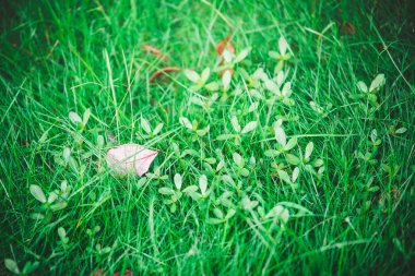 yeşil yapraklar mavi gökyüzüne karşı 