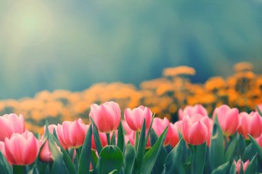 güzel lale çiçek üzerinde arka plan bulanık