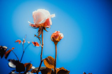 Gündüz sırasında doğada çiçek