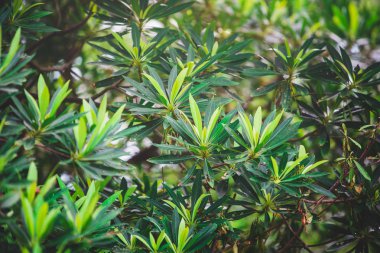 yeşil yapraklar mavi gökyüzüne karşı 