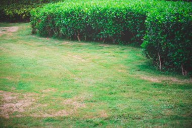 yeşil yapraklar mavi gökyüzüne karşı 