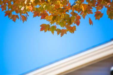 gündüz mavi gökyüzü karşı sırasında yeni gelişen ağaç