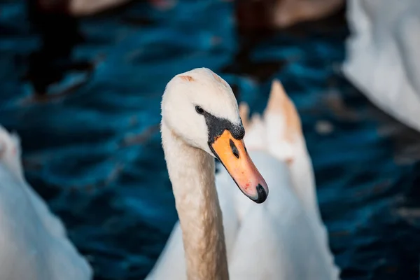 Swans Flock Lake Daytime — Stock Photo, Image