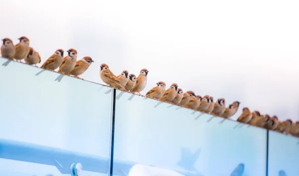 Oiseaux Dans Nature Pendant Journée — Photo