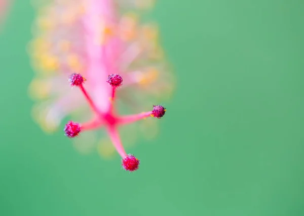 Blüten Der Natur Tagsüber — Stockfoto