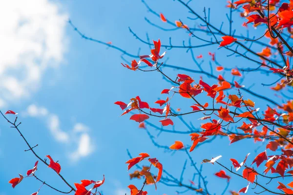 Virágzó Napközben Ellen Blue Sky — Stock Fotó