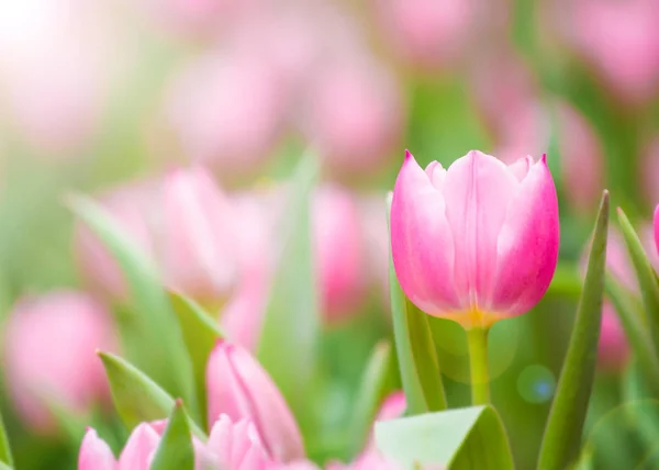 Beautiful Tulip Flowers Blurred Background — Stock Photo, Image