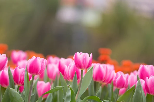 Smukke Tulipan Blomster Sløret Baggrund - Stock-foto