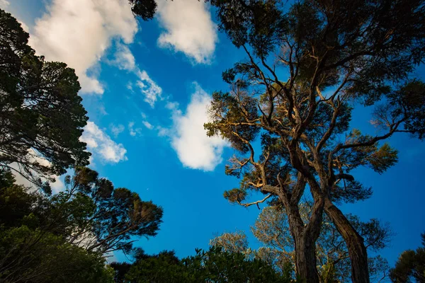 Árbol Con Hojas Verdes Durante Día — Foto de Stock