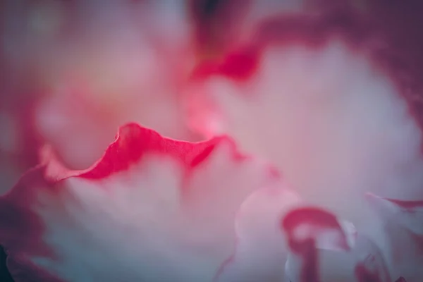 Fleurs Dans Nature Pendant Journée — Photo