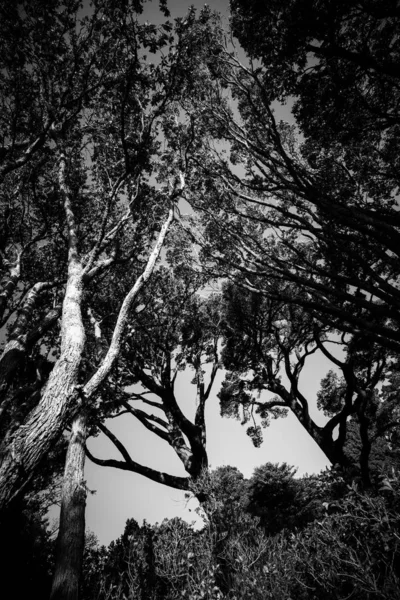 Bäume Tagsüber Schwarz Weiß Bild — Stockfoto
