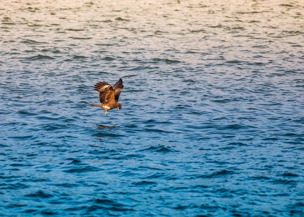 Aves Naturaleza Durante Día — Foto de Stock