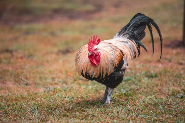 Coq Ferme Pendant Journée — Photo